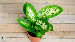 dumb cane dieffenbachia