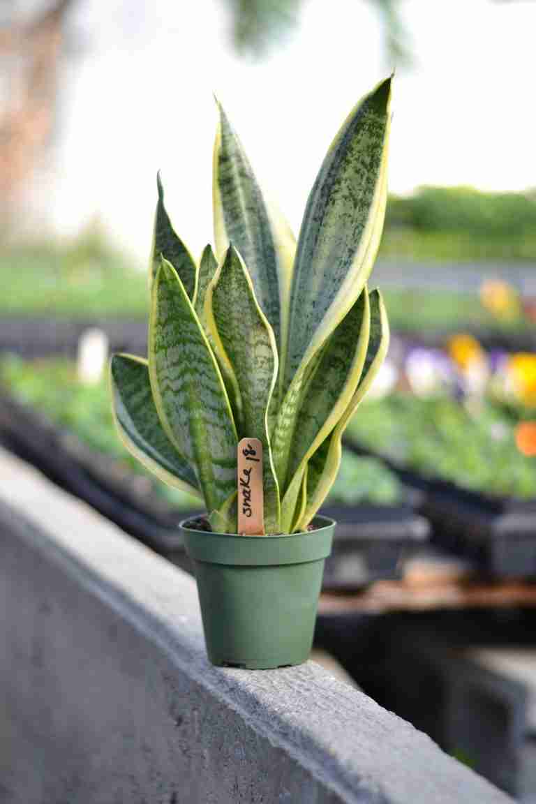 Snake Plant Care and Propagation | Sansevieria - Moody Blooms