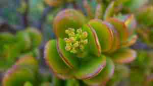 Crassulaceae