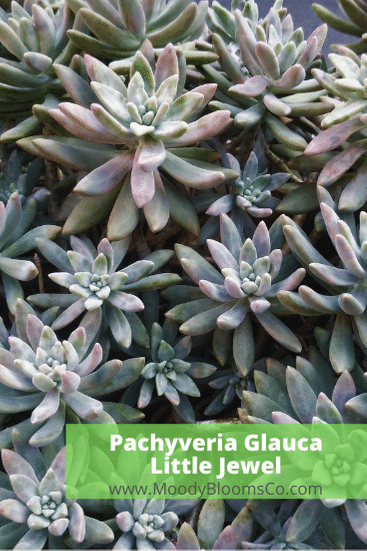 Pachyveria