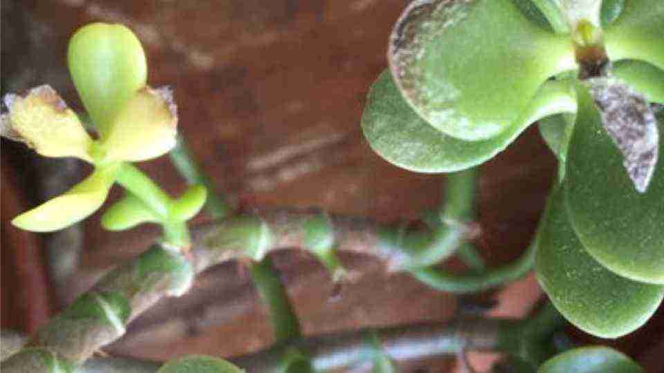 Jade Plant Problems and Pests Save a DYING Crassula Ovata Moody Blooms