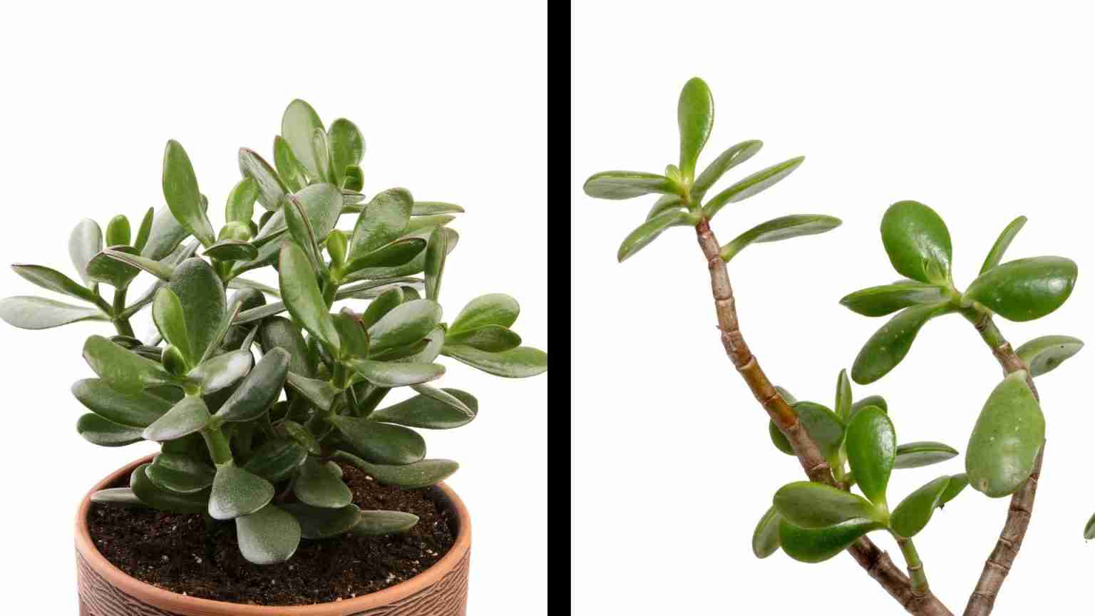 Jade Plant Problems and Pests (Save DYING Crassula Ovata) Moody Blooms
