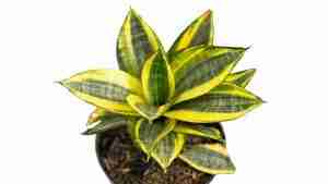 snake plants sansevieria