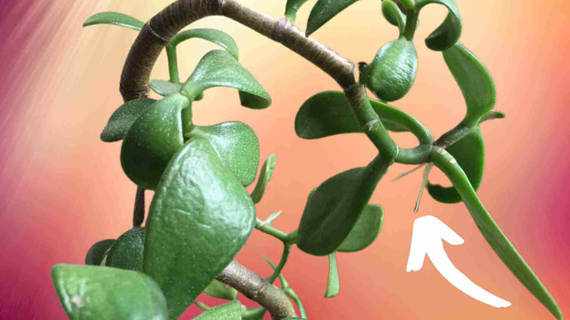 Jade Plant Problems and Pests Save a DYING Crassula