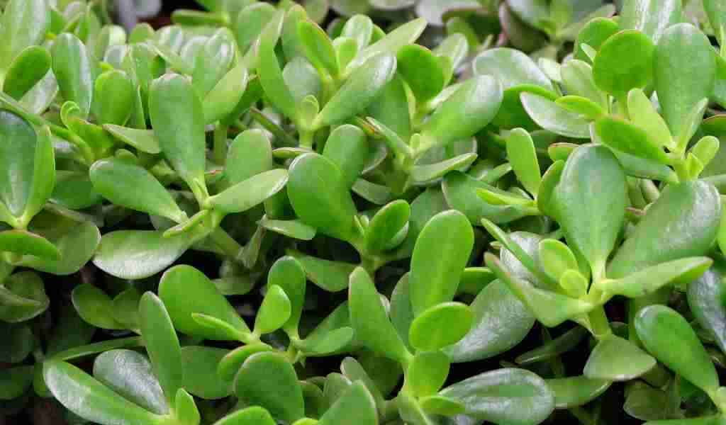 5 ways you are killing your Jade Plant