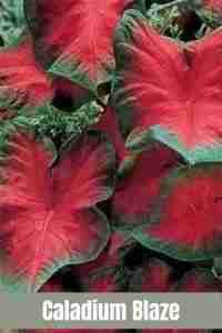 Caladium Blaze