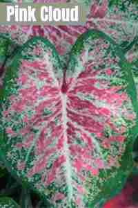 Caladium Pink Cloud