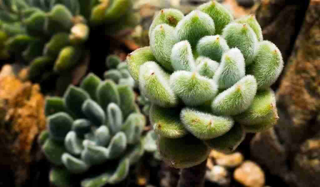 FUZZY, SOFT, Velvety SUCCULENTS