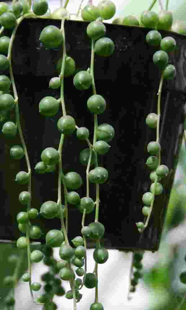 Top 4 reasons string of pearls die Senecio rowleyanus Moody Blooms