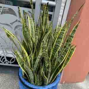 Sansevieria Trifasciata ‘Laurentii’ Variegated Snake Plant Care