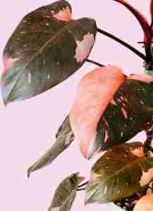 Philodendron Pink Princess