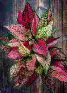 Pink Plants Perfect for Valentine’s Day