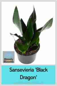 Black Dragon Sansevieria