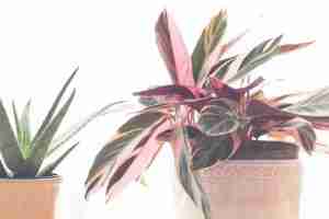 Stromanthe Triostar or Tricolor plant.