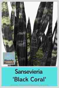 Sansevieria ‘Black Coral’