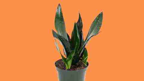 Sansevieria ‘Black Dragon’