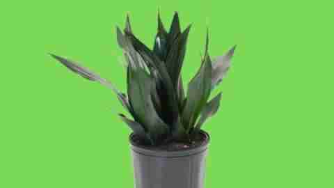 Sansevieria ‘Black Dragon’