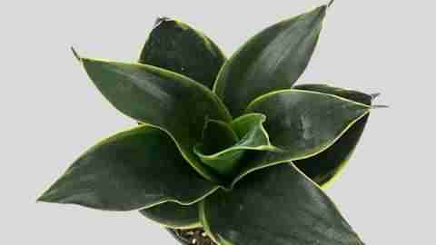 Sansevieria 'Jade Hahnii’ - Bird's Nest Snake Plant