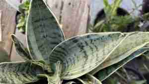 Sansevieria trifasciata 'Silver Hahnii'