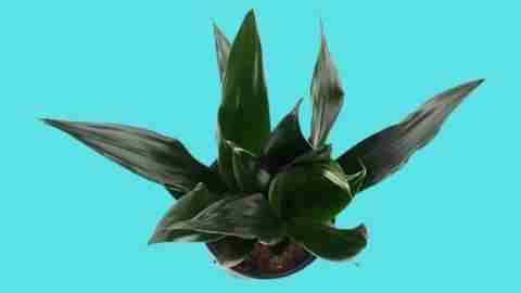 Sansevieria ‘Black Dragon’