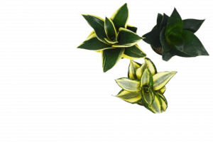 Sansevieria Hahnii Varieties | Hahnii Snake Plants