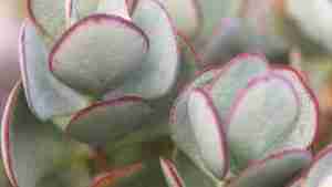 Crassula Arborescens Silver Dollar Jade