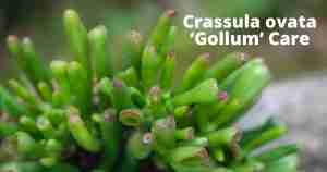 Crassula Ovata Gollum
