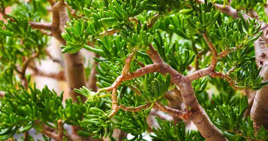 Crassula Ovata Gollum Care (Gollum Jade) Moody Blooms