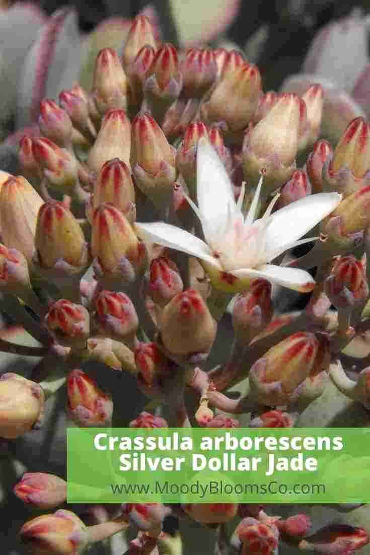 Crassula