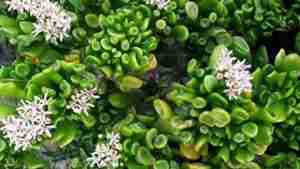 Crassula Ovata ‘Hobbit’ Jade Plant Bloom