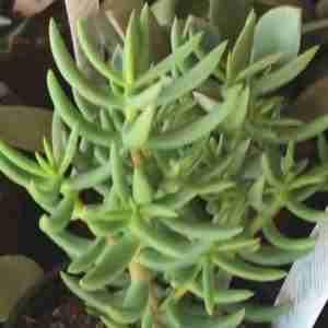 Crassula Tetragona Care