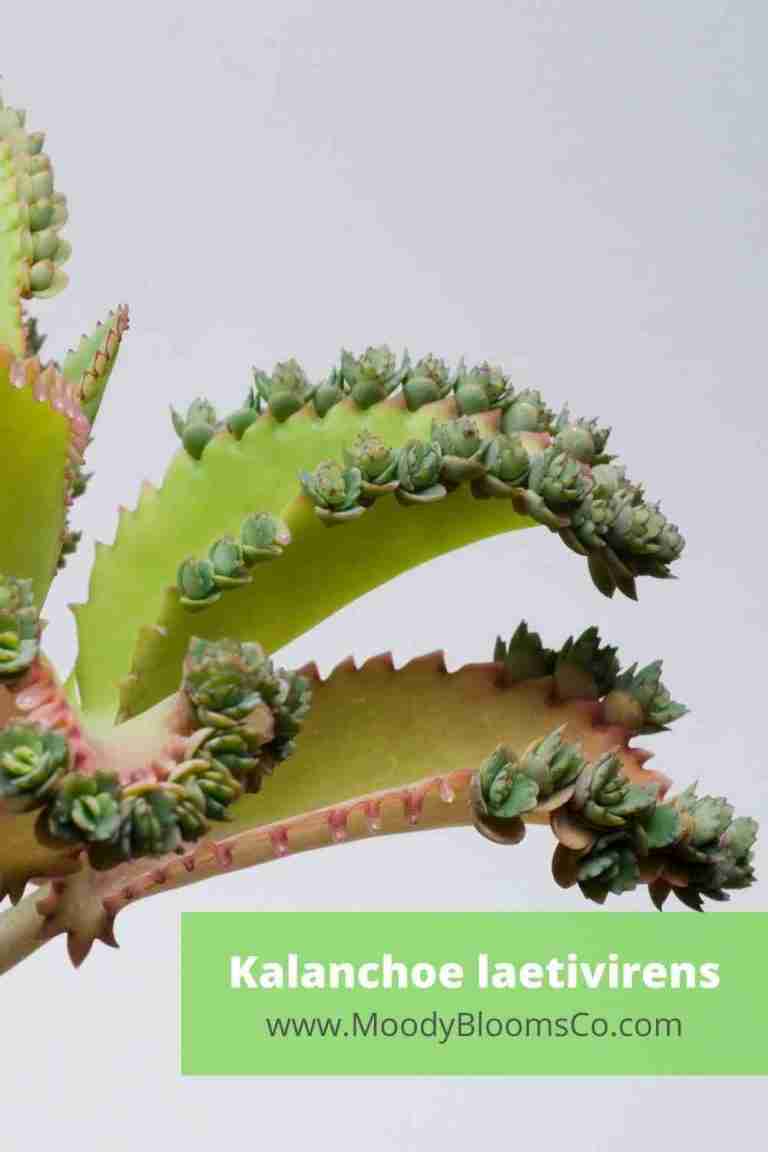 Kalanchoe laetivirens