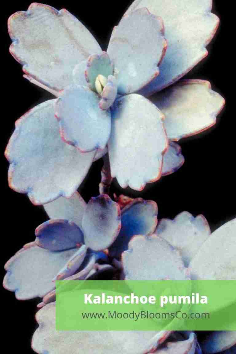 Kalanchoe pumila