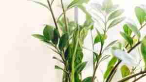 ZZ Plant Complete Care Guide - Zamioculcas zamiifolia | Moody Blooms