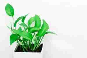 Pothos Varieties with pictures