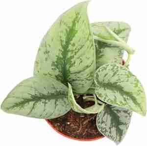 scindapsus varieties