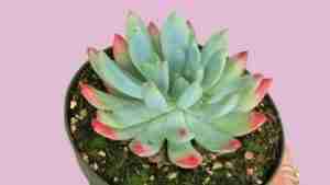 Sedeveria Echeveria Blue Elf Care
