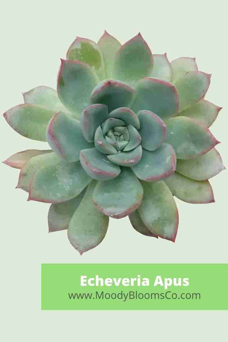 Echeveria Apus