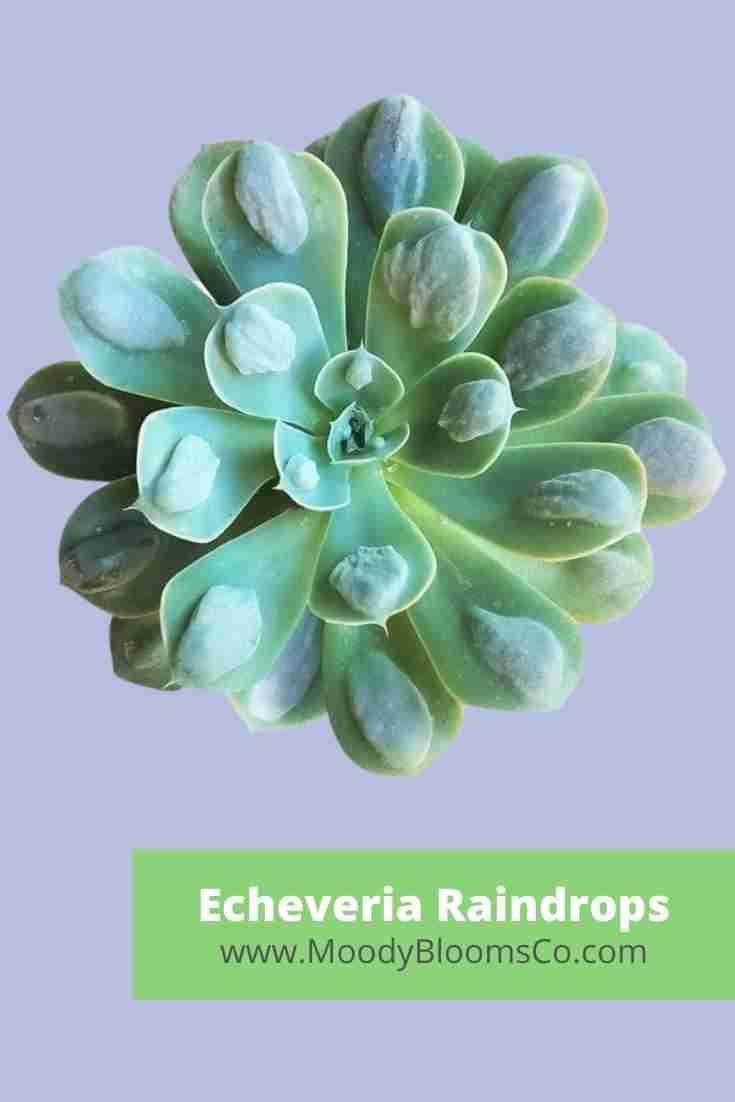 Echeveria Raindrops Propagation and Care