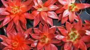 echeveria agavoides varieties Molded Wax Agave