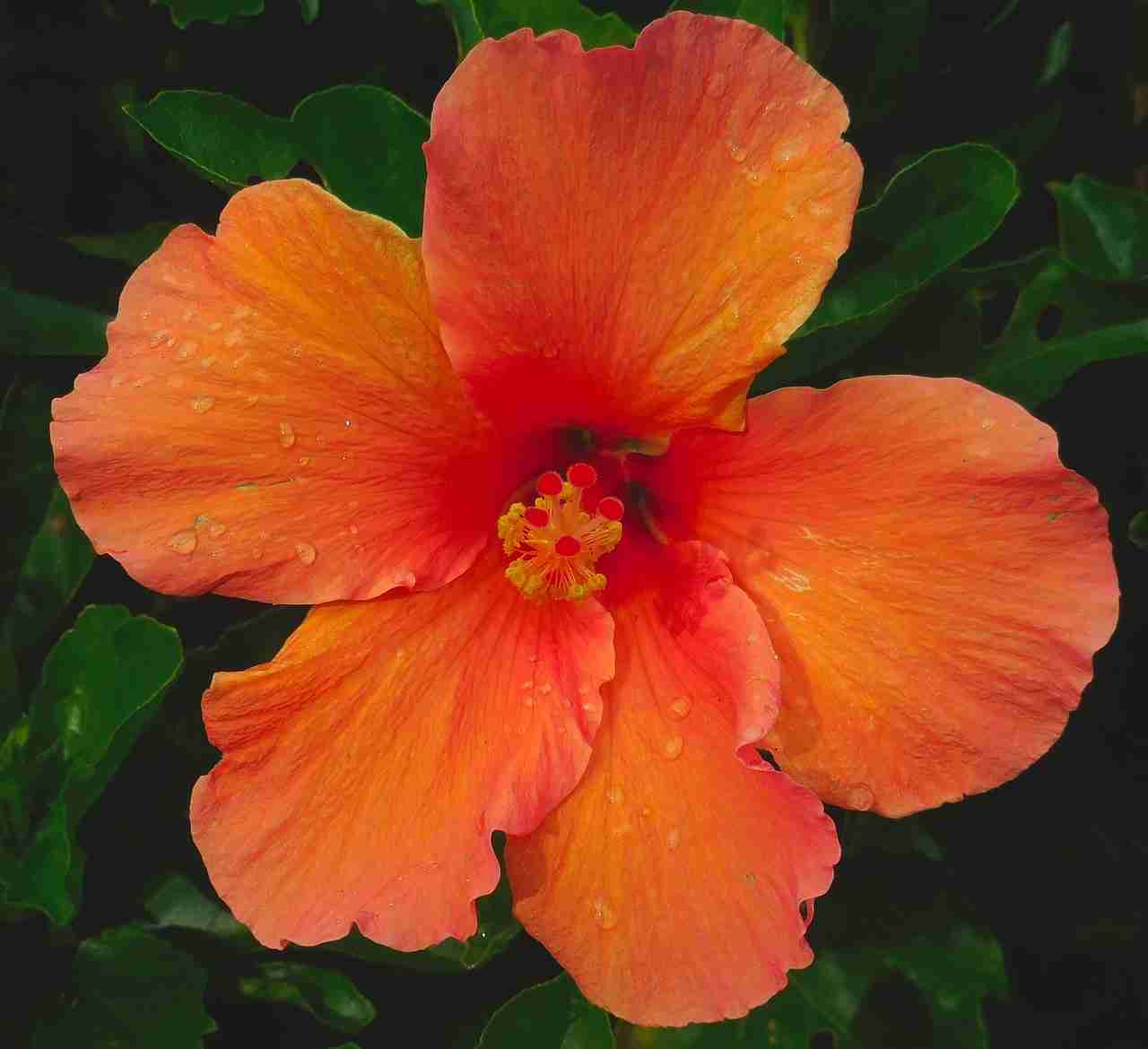 Hibiscus Flower How to keep hibiscus blooming Moody Blooms