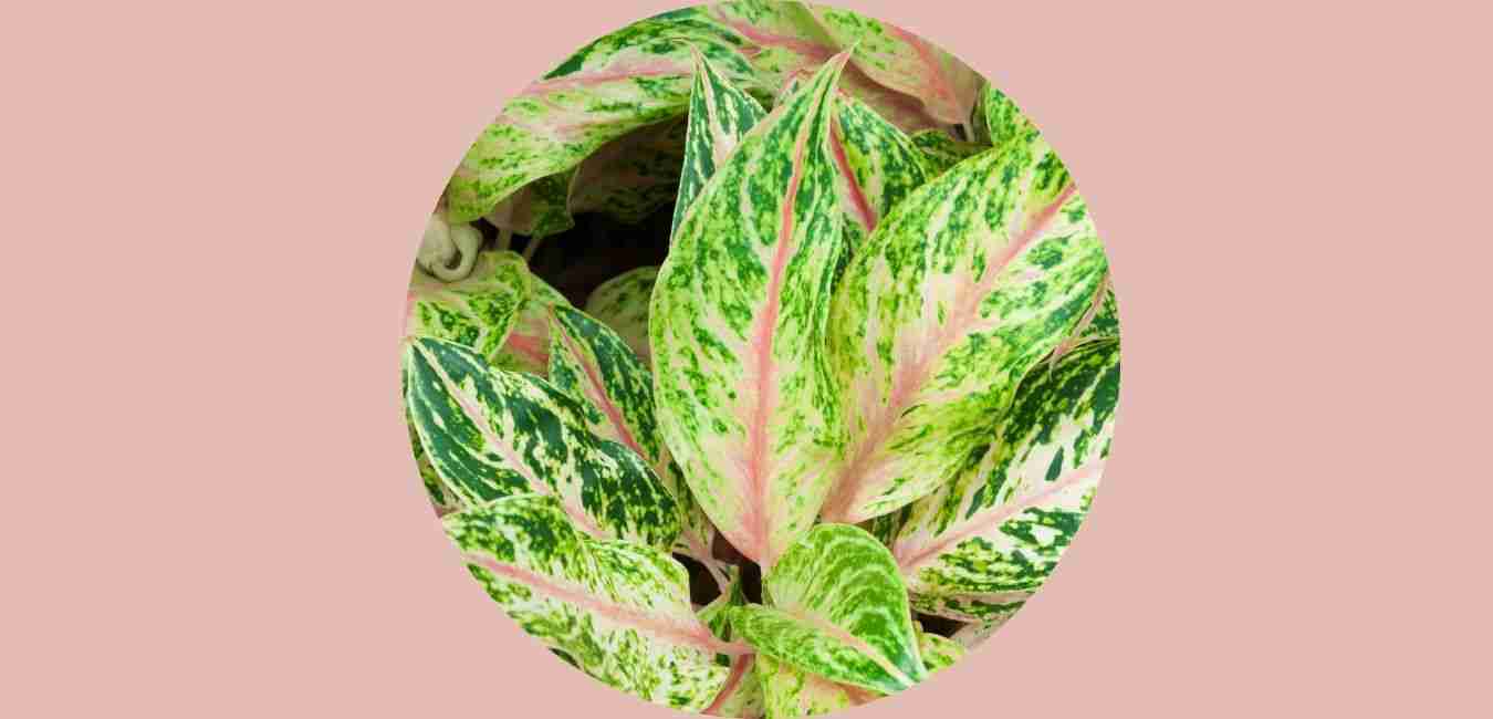 Buy an Aglonemia Chinese Evergreen Plant | American Plant