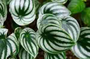 Peperomia Varieties