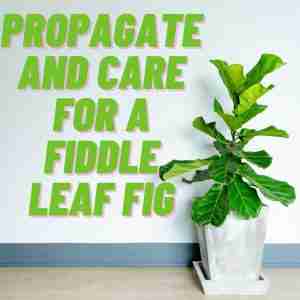 Propagate Fiddle Leaf Fig