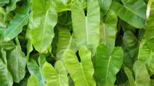 Philodendron Burle Marx