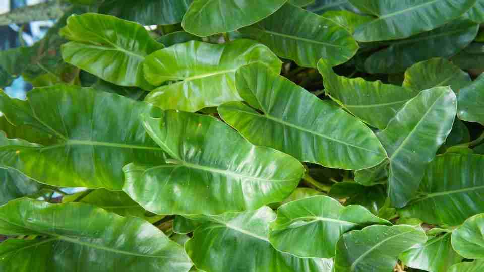 Philodendron Burle Marx