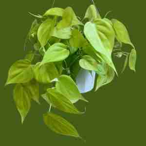 Philodendron Lemon Lime