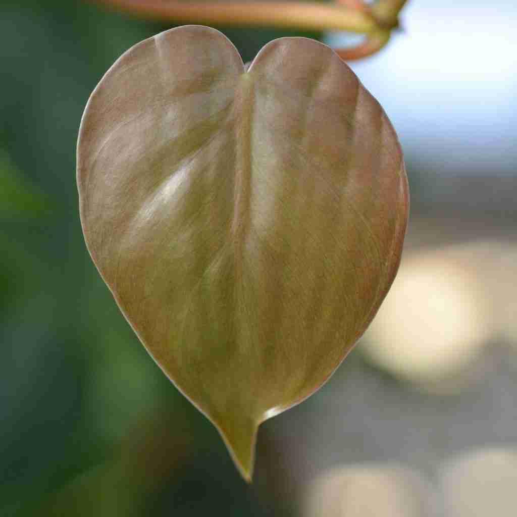 Philodendron vs Pothos