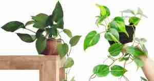 Philodendron or Pothos?
