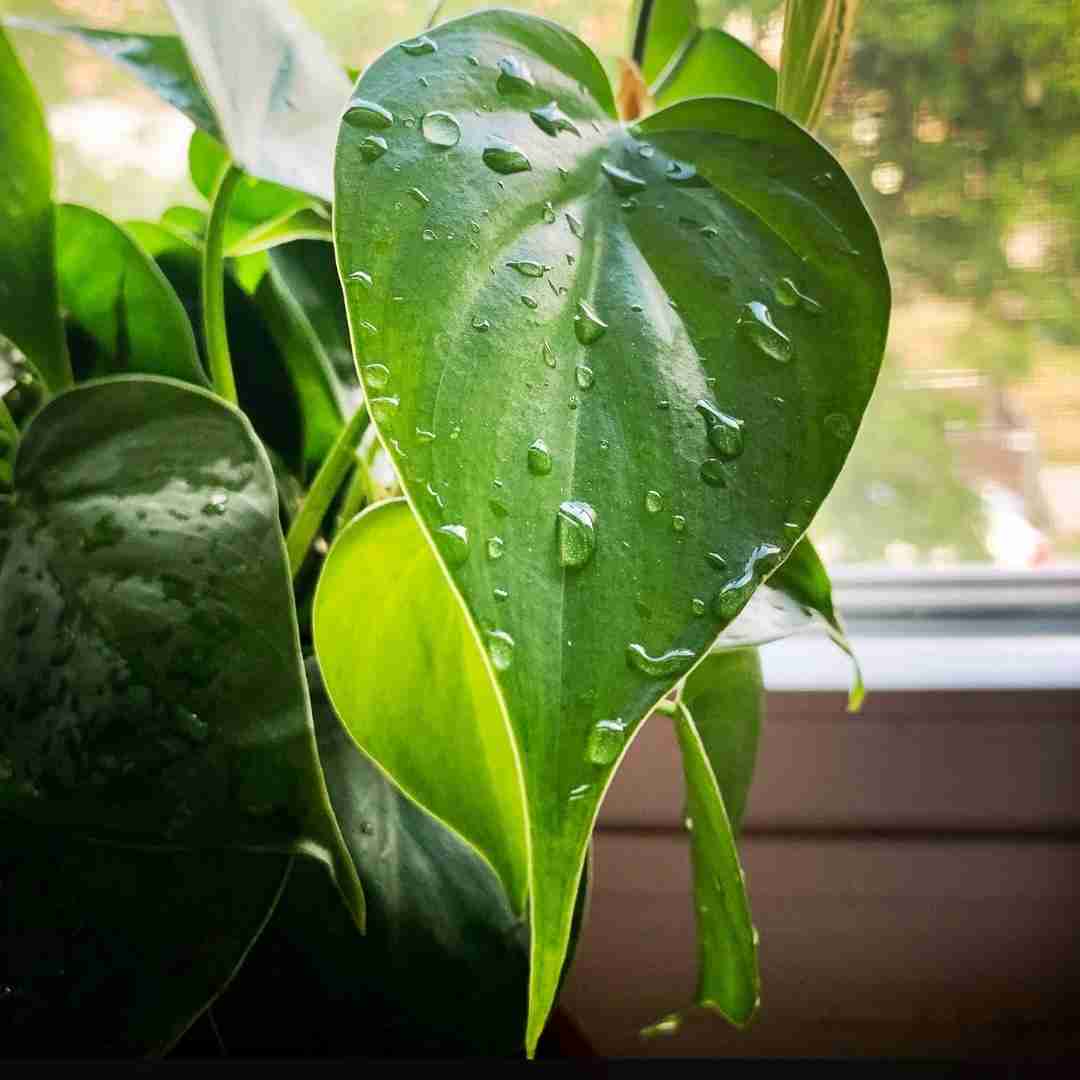 Philodendron vs Pothos